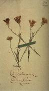 Johann Wolfgang von Goethe Herbarium sheet Spain oil painting artist